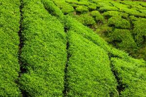 Tee Plantagen im Munnar, Kerala, Indien foto