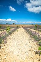 Lavendelblume blüht duftende Felder in endlosen Reihen. Valensolplateau, Provence, Frankreich, Europa. foto