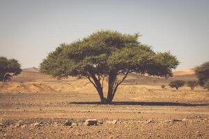 einsam Baum im Wüste Marokko foto