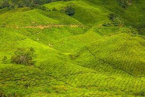 Teeplantagen im Bundesstaat Kerala, Indien foto