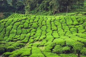 Tee Plantage im das Cameron Hochland, Malaysia foto