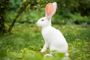 ein schön Weiß inländisch Hase ist Weiden lassen und Gehen draußen foto