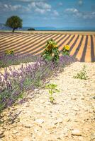 schön Landschaft von Blühen Lavendel Feld, einsam Baum bergauf auf Horizont. Provence, Frankreich, Europa. foto