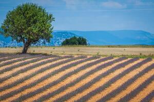 Lavendelblume blüht duftende Felder in endlosen Reihen. Valensolplateau, Provence, Frankreich, Europa. foto