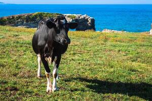 Spanisch Milch Kuh im das Strand Bauernhof, Asturien, Spanien foto