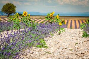 Lavendel Feld. das Plateau von Valensole im Provence foto