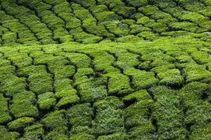 Tee Plantagen im Munnar, Kerala, Indien foto