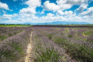 Lavendel Feld im das Region von Provence, Süd- Frankreich foto
