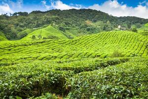 Tee Plantage beim das Cameron Hochland, Malaysia, Asien foto