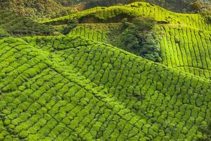 Landschaft Aussicht von Tee Plantage im Cameron Hochland foto