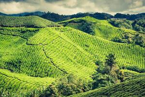 Tee Plantage beim das Cameron Hochland, Malaysia, Asien foto