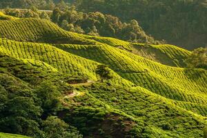 Tee Plantage im das Cameron Hochland, Malaysia foto