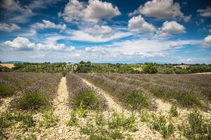 Lavendel Feld im das Region von Provence, Süd- Frankreich foto