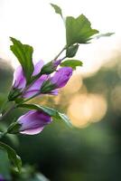 schön lila Hibiskus Blumen auf ein Busch foto