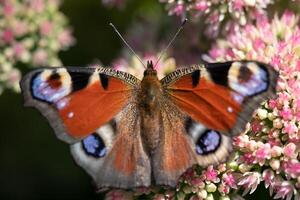 Nahansicht von ein Schmetterling bestäubend ein Blume, Sammeln Pollen foto