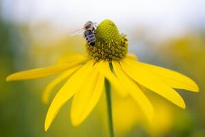 schön Gelb Blume von Rudbeckia und ein Biene Das sammelt Pollen foto