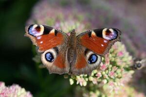 Nahansicht von ein Schmetterling bestäubend ein Blume, Sammeln Pollen foto