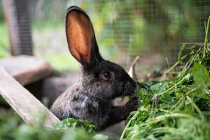 ein schön grau inländisch Hase ist Weiden lassen und Gehen im das Gehege draußen foto