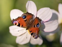 Nahansicht von ein Schmetterling bestäubend ein Blume, Sammeln Pollen. foto