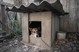 ein einsam und traurig bewachen Hund auf ein Kette in der Nähe von ein Hund Haus draußen. foto