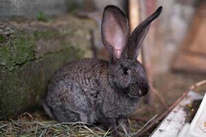 ein schön grau inländisch Hase ist Weiden lassen und Gehen im das Gehege draußen foto