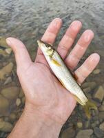 Fischer gefangen Fluss Fisch halten im seine Hand foto