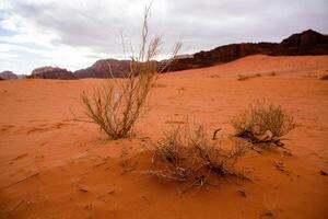 Wadi Rum Wüste im Jordanien. auf das Sonnenuntergang. Panorama von schön Sand Muster auf das Düne. Wüste Landschaft im Jordanien. foto