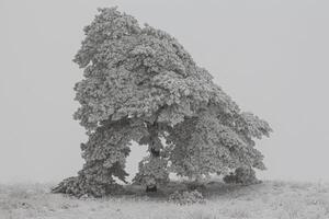 einsam Baum im das Sonnenuntergang foto