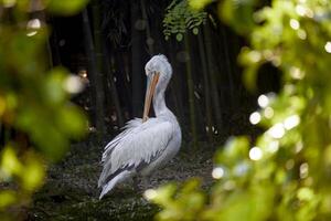 großartig Weiß Pelikan im ein Erhaltung. Weiß Pelikan Nächster zu Wasser beim Zoo. Pelikan im Vegetation. Pelikan Sitzung. foto