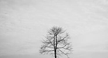 Bäume und Baum Geäst isoliert gegen das Himmel während das Tag foto