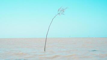 ein minimalistisch und einfach Bild Das zeigt an Blau Himmel, Bäume mit ein typisch Ruhe Atmosphäre auf das Strand foto