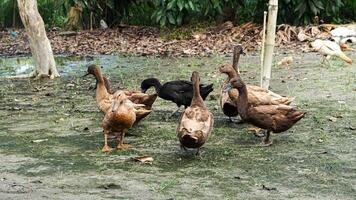 ein Gruppe von Enten Gehen und suchen zum natürlich Essen um das Pflanzen foto