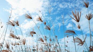 das Wind weht um das wild Gras gegen das Hintergrund von ein klar Himmel während das Tag foto