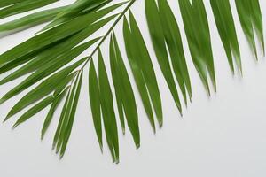 ausgelassen im das tropisch Pracht von schön Palme Blätter, wo von der Sonne geküsst Wedel schwanken im der Natur Rhythmus, basteln ein atemberaubend Tapisserie von exotisch Eleganz und endlos Ruhe foto