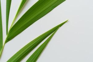 ein kulinarisch Odyssee mit das schön Pandan Blatt, infundieren zart Aromen und beschwingt Grün Farbtöne in exquisit Teller, Erhebung Geschmack Profile mit der Natur frisch Eleganz foto