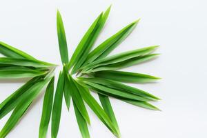 ein kulinarisch Odyssee mit das schön Pandan Blatt, infundieren zart Aromen und beschwingt Grün Farbtöne in exquisit Teller, Erhebung Geschmack Profile mit der Natur frisch Eleganz foto