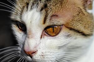 erkunden das locken von ein schön schottisch falten Katze, wo schnurrte Eleganz und spielerisch Charme Vereinen im ein faszinierend Porträt von knuddelig Freude foto