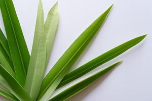 ein kulinarisch Odyssee mit das schön Pandan Blatt, infundieren zart Aromen und beschwingt Grün Farbtöne in exquisit Teller, Erhebung Geschmack Profile mit der Natur frisch Eleganz foto