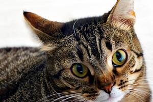 erkunden das locken von ein schön schottisch falten Katze, wo schnurrte Eleganz und spielerisch Charme Vereinen im ein faszinierend Porträt von knuddelig Freude foto