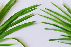 ein kulinarisch Odyssee mit das schön Pandan Blatt, infundieren zart Aromen und beschwingt Grün Farbtöne in exquisit Teller, Erhebung Geschmack Profile mit der Natur frisch Eleganz foto