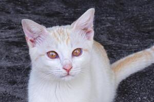 erkunden das locken von ein schön schottisch falten Katze, wo schnurrte Eleganz und spielerisch Charme Vereinen im ein faszinierend Porträt von knuddelig Freude foto