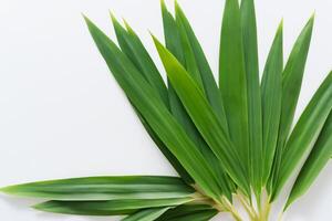 ein kulinarisch Odyssee mit das schön Pandan Blatt, infundieren zart Aromen und beschwingt Grün Farbtöne in exquisit Teller, Erhebung Geschmack Profile mit der Natur frisch Eleganz foto