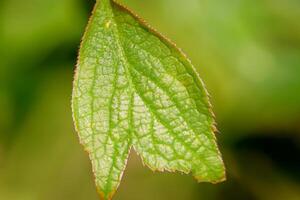 erkunden das sublimieren Schönheit von ein schön Makro Blatt, wo kompliziert Venen und lebendig Texturen entfalten, Erstellen ein zauberhaft Mikrokosmos von der Natur zart Kunst foto