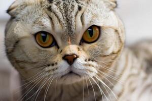 erkunden das locken von ein schön schottisch falten Katze, wo schnurrte Eleganz und spielerisch Charme Vereinen im ein faszinierend Porträt von knuddelig Freude foto