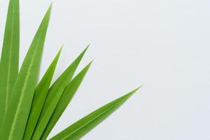 ein kulinarisch Odyssee mit das schön Pandan Blatt, infundieren zart Aromen und beschwingt Grün Farbtöne in exquisit Teller, Erhebung Geschmack Profile mit der Natur frisch Eleganz foto