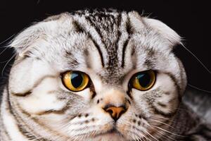 erkunden das locken von ein schön schottisch falten Katze, wo schnurrte Eleganz und spielerisch Charme Vereinen im ein faszinierend Porträt von knuddelig Freude foto