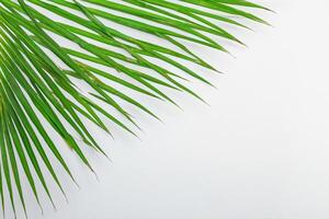 ausgelassen im das tropisch Pracht von schön Palme Blätter, wo von der Sonne geküsst Wedel schwanken im der Natur Rhythmus, basteln ein atemberaubend Tapisserie von exotisch Eleganz und endlos Ruhe foto