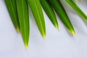 ein kulinarisch Odyssee mit das schön Pandan Blatt, infundieren zart Aromen und beschwingt Grün Farbtöne in exquisit Teller, Erhebung Geschmack Profile mit der Natur frisch Eleganz foto