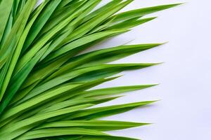 ein kulinarisch Odyssee mit das schön Pandan Blatt, infundieren zart Aromen und beschwingt Grün Farbtöne in exquisit Teller, Erhebung Geschmack Profile mit der Natur frisch Eleganz foto