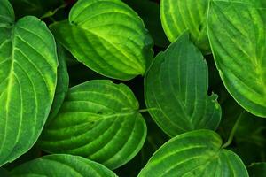 erkunden das sublimieren Schönheit von ein schön Makro Blatt, wo kompliziert Venen und lebendig Texturen entfalten, Erstellen ein zauberhaft Mikrokosmos von der Natur zart Kunst foto